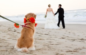 Matt Lusk_casamento em buzios_cachorro_cerimônia_1